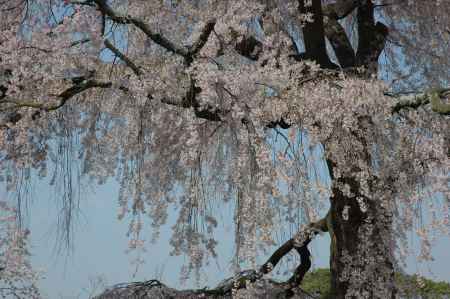 桜咲く円山公園
