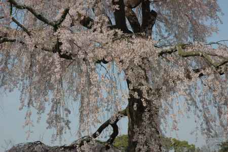 円山公園　枝垂れ桜