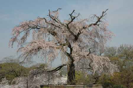 枝垂れ桜のある公園