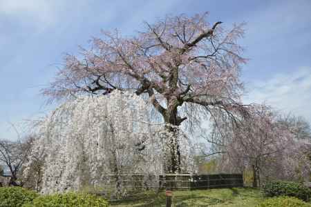 円山公園　青空と枝垂れ桜1