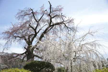 円山公園　枝垂れ桜3