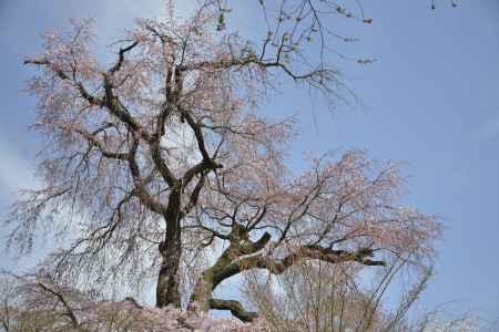 円山公園　青空と枝垂れ桜2