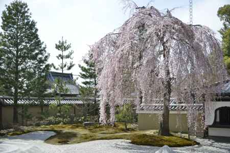 高台寺　方丈前庭の枝垂れ桜1
