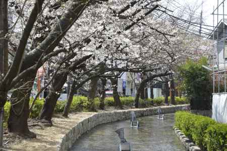 高瀬川の桜並木