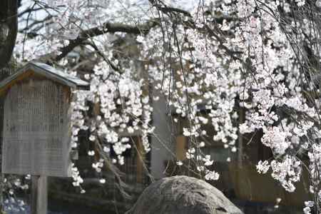 祇園白川　桜とかにかくに碑1