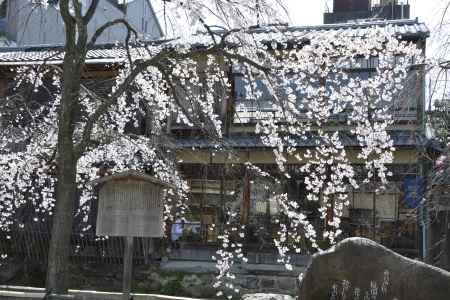 祇園白川　桜とかにかくに碑2