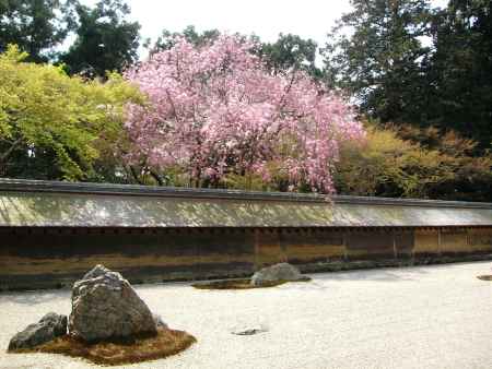 春の龍安寺方丈庭園