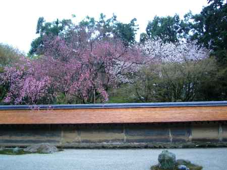 春の龍安寺方丈庭園