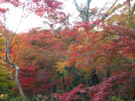 大覚寺の紅葉