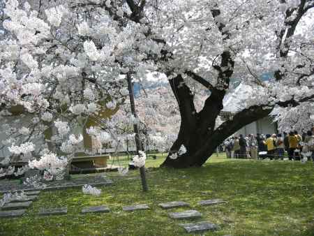 醍醐寺満開の桜