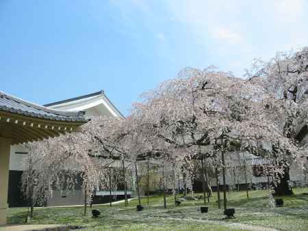 醍醐寺霊宝館のしだれ桜