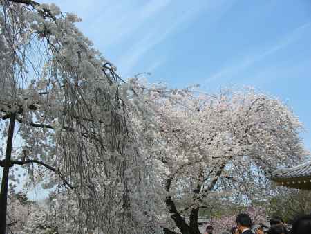 醍醐寺の桜