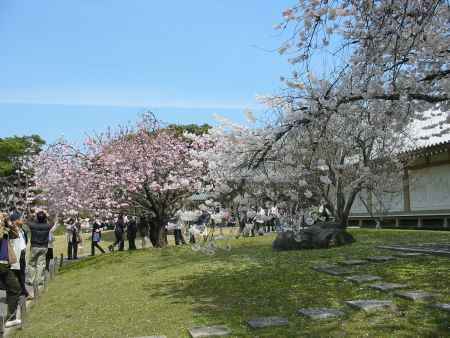 醍醐寺の桜いろいろ