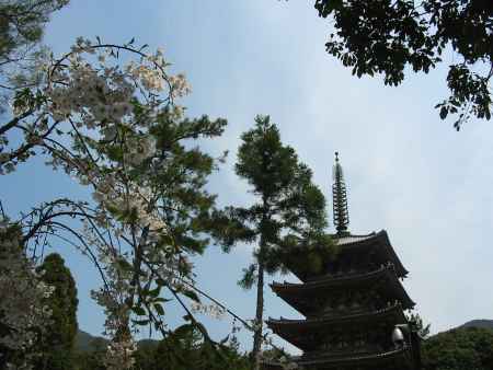 醍醐寺五重塔と桜