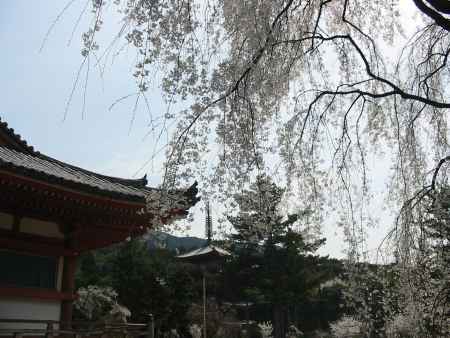醍醐寺の枝垂桜