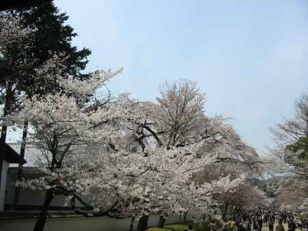 醍醐寺の桜並木