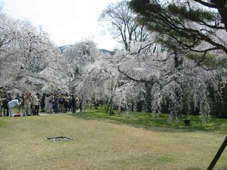 春の醍醐寺