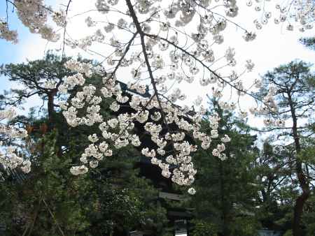 萬福寺の桜