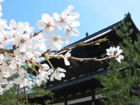 萬福寺三門と桜