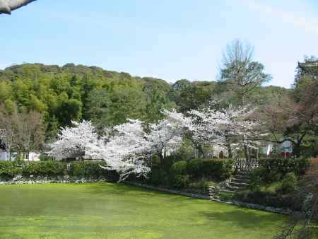 萬福寺の桜と池
