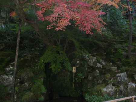 銀閣寺洗月泉と紅葉
