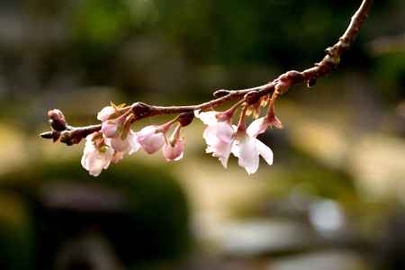 冬桜の声明