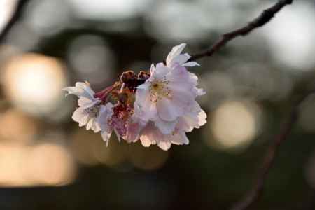 西陣の冬桜