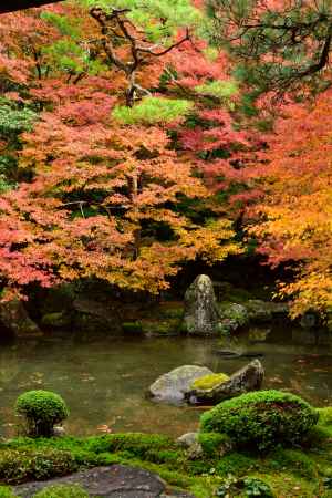 秋彩の池泉