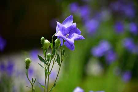 紫花、庭の彩
