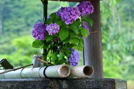 浄めの紫花
