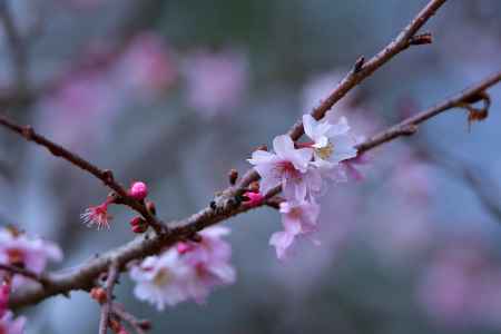 冬桜の苑
