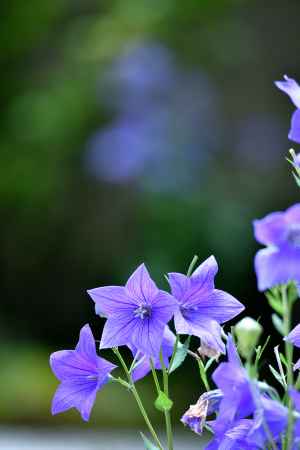 癒しの紫花