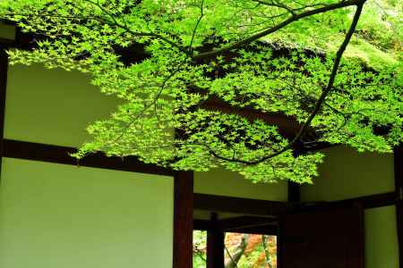 小倉山、軒端の緑葉