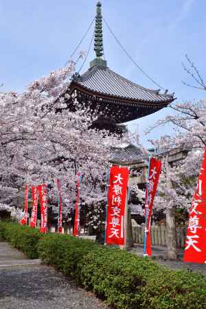 寺之内の桜絵図