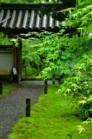 新緑揺れる苔の寺
