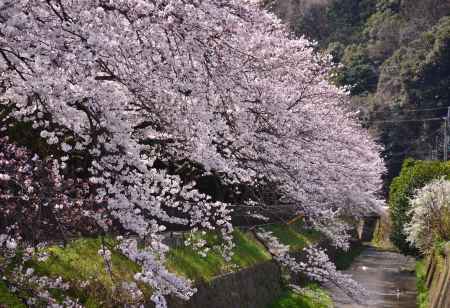 白川を彩る桜花