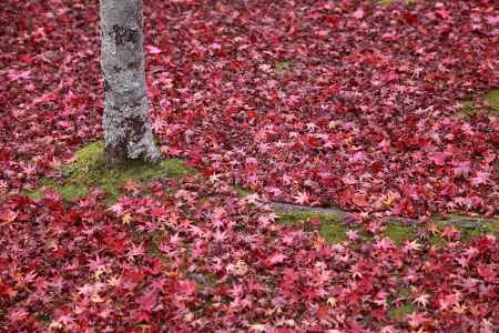 紅葉したモミジの落ち葉の絨毯