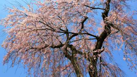 桜降る春