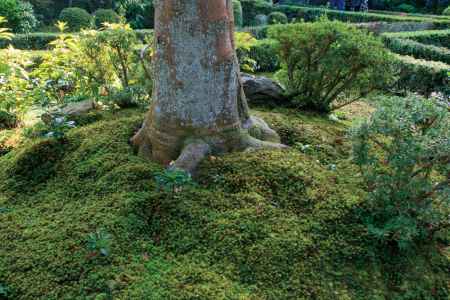 安楽寺　庭園の苔