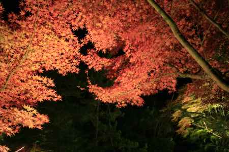 鍬山神社のライトアップ