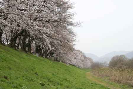 坂の上の桜並木