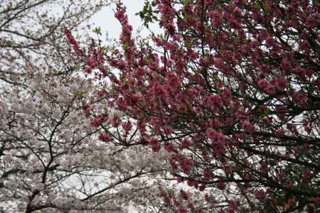 満開に咲き誇る桜