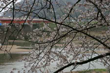 桂川沿いの背割提の桜