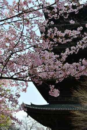 塔と満開の河津桜