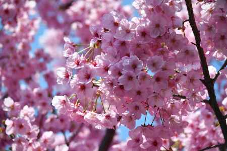 青空に豪華なヨウコウ桜