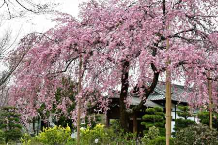 満開の紫の桜（待賢門院桜）を堪能