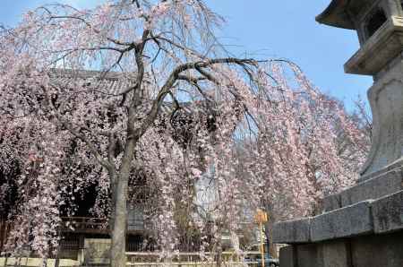 本堂前に大木の枝垂れ桜