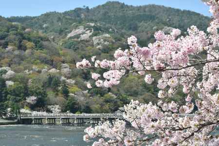 渡月橋と点在する山桜