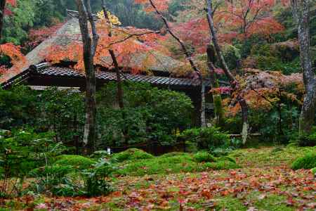 苔と落ち葉に映える祇王寺