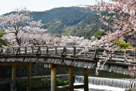 桜咲く中ノ島橋
